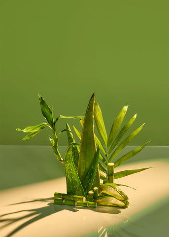 Palm Grove Hydraglow Body Serum